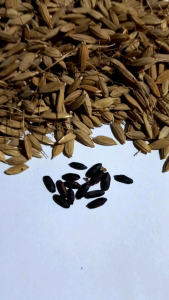 Jual Benih Padi Ketan Hitam Original Kualitas