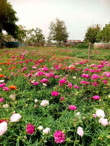 แพรเซี่ยงไฮ้20 กิ่ง แพรเซี่ยงไฮ้ขายเป็นกิ่ง เด็ดสดจากสวน