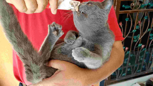 Cat Food Snack Set 100