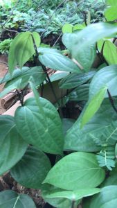 Bibit pohon lada hitam | lada rambat