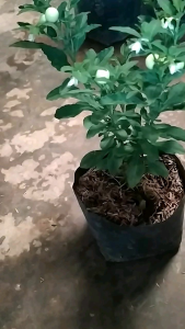 Bibit Tomat Crismil Siap Tanam + BONUS