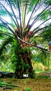 EGREK MI GLOBAL ORIGINAL MALAYSIA