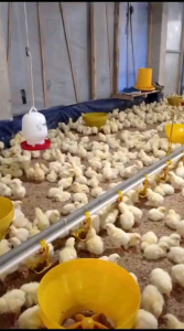 Vitamin Ayam - Obat Ayam Broiler - Vitamin Penambah Nafsu Makan - Vitamin Brooding Ayam