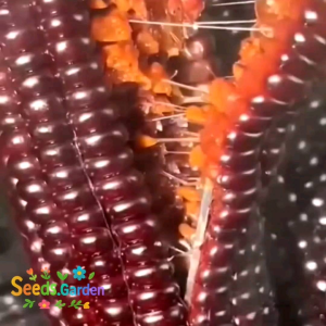 [TERLARIS] BIJI/BENIH TANAMAN JAGUNG KETAN UNGU