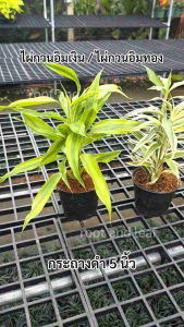 ต้นไผ่กวนอิมเงิน / ไผ่กวนอิมทอง ส่งพร้อมกระถางดำ 5 นิ้ว เสริมเรื่องโชคลาภ การเงินที่มั่นคง ความร่ำรวย เงินทองไหลมา