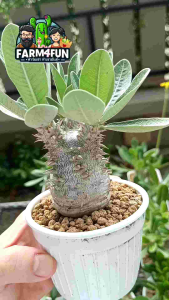 ☀️🌵รวม 3 สายพันธุ์หายาก‼️พาชีโพเดียม Pachypodium Breviflorum/ Rosulatum/ Rosulatum var. Gracilius🌼🌵