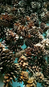 bunga pinus  biji pinus  bunga kering