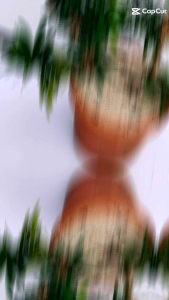 T18 Purple BUD Podocarpus Bonsai Plant