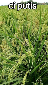 Benih padi UNGGUL CIHERANG CIPUTRI (Malay panjang) kemasan 5kg