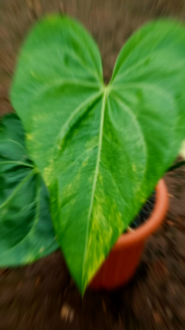 Tanaman Hias Aunthurium Pedatoradiatum (Jari) x Macrolobium Variegated - Aunthurium Pedatoradiatum (Jari) x Macrolobium Variegated - Kombinasi warna yang sangat unik