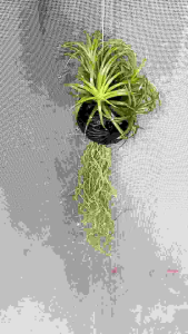 ต้นไม้ฟอกอากาศพร้อมเครื่องมือกระถางต้นไม้ เป็นต้นสัปรด พร้อมลวดแขวน, สำหรับการเก็บไม้แขวน หรือใช้เพื่อกระถางต้นไม้