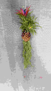 ต้นไม้ฟอกอาการ ต้นไม้ตกแต่งบ้าน **#ลูกสน #สัปรดสี พร้อมลวดแขวน