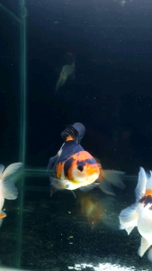 Tricolour Oranda Gred AAA Goldfish/Ornamental fish/Freshwater/Readystock