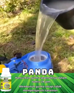 Beli 3 gratis 1 Pupuk Kill Grass Panda Herbicida 100% Organik/ penghilang gulma dan hama tanaman