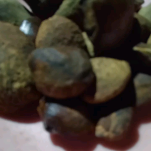 set 10biji kijing natural temuan hutan