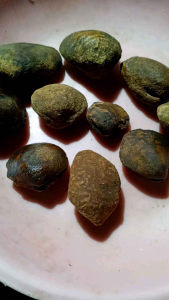 set 10biji kijing natural temuan dari alam ..posil