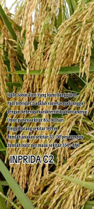 BENIH BIBIT PADI INBRIDA C2 ORIGINAL KEMASAN 1KG