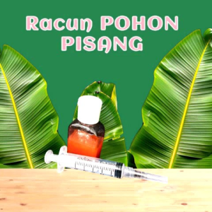 Racun Pohon PISANGtinggal Suntik dan mati