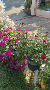 กระถางกุหลาบ รูระบายน้ำเล่นองศา 4 ระดับ สวยสไตล์ยุโรป วัสดุPP ทน เบา ขนาด10"11"13"14"15"