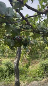 Giống nho kyoho nhật ( có hướng dẫn kèm theo)