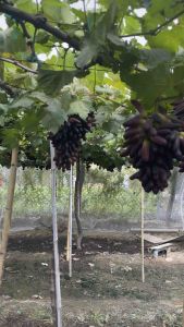 Nho ngón tay đen( không hạt)