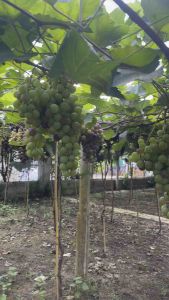 Giống nho bailey(giống mới) nho leo giàn dễ trồng và nhanh cho trái