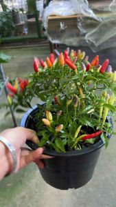 #พริกประดับ #สีสันสดใส ทานได้ มาในกระถางพร้อมตั้ง ไม้แดด #พริก7สี #พริกตุ้ม #พริกประดับ #รับประทานได้  ลักษณะทั่วไปของพริกสีรุ้ง ขนาดของลำต้นจะเตี้ย ผลภายในต้นมีหลายสี ติดผลดก ดูสวยงาม จึงเหมาะที่จะปลูกเป็นไม้ประดับเพื่อความสวยงาม และยังสามารถนำมารับประทา