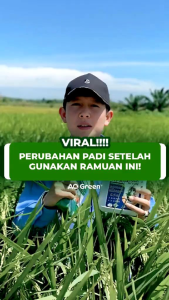 PUPUK AQ GREEN UNTUK SEMUA TANAMAN -  Pupuk Untuk Mengatasi Asem - Aseman Mempercepat Pertumbuhan Memperbanyak Peranakan Padi Meningkatkan Bobot dan Hasil Panen dan Menyuburkan Tanah