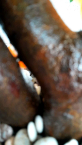 pohon jeruk Arificialdekorasi rumahtanaman hiastanamana artificial Tinggi 100cm