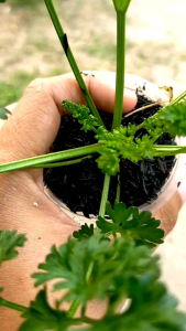 Bibit Tanaman Sayur Parsley / Peterseli