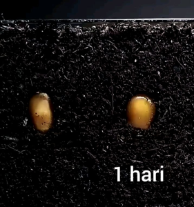 BIJI | BENIH JAGUNG ORANGE KING POPCORN ARGENTINA