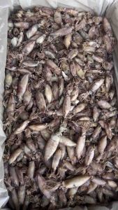 ปลาหมึกกระตอยต้มปลาหมึกกระตอยหมึกตัวเล็กขนาด200กรัม