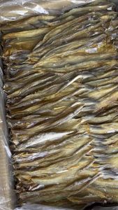 ปลาช่อนทะเลกลางปลาช่อนขนาดกลางปลาช่อนทะเลขนาด500กรัม