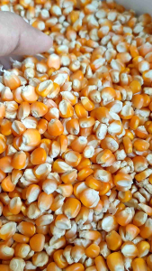 Jual Promo Jagung Pipil Jagung Kering Pakan Ayam 1 Kg Berkualitas