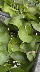 Tumbuhan Terapung Air Snowflake/Floating Plant Water Snowflake /Aquatic Plant/ Liveplant
