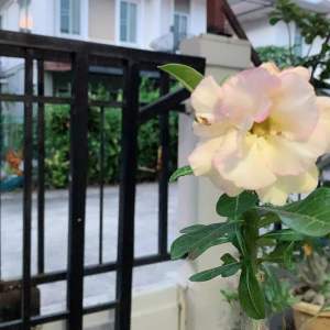 ชวนชมดอกซ้อนสีเหลือง กระถาง 8-10 นิ้ว