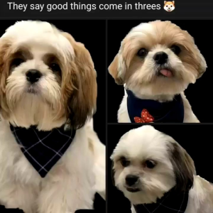 Large & Medium Bandanas: A Comprehensive Guide