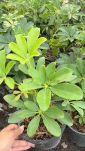 หนวดปลาหมึก ไม้มงคลใบสวย กระถาง5-6นิ้วแต่งสวน แต่งบ้าน