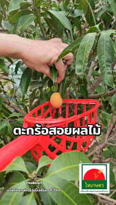 ตระกร้อสอยผลไม้ ตะกร้อสอยผลไม้ ตระกร้อสอยมะม่วง ตะกร้อสอยมะม่วง เก็บผลไม้