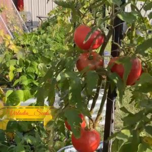 [Virladia Seeds] 10 Biji Benih Tomat Jumbo Beefsteak Brutus