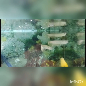 Harga Borong 6-9inci+- Ikan Arowana murah Silver Arowana Ikan kelisa Ikan hidup live fish