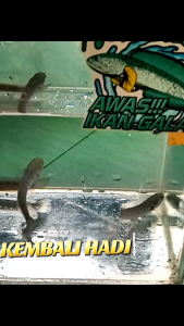 hiasan air T1C4 size 8-10 cm (paket 3)