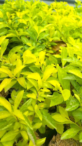 Golden Duranta/Golden Box 3pcs