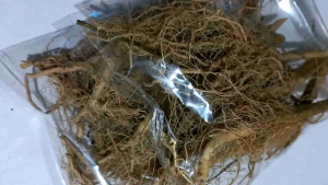 jual akar ciplukan kering akar cecenet