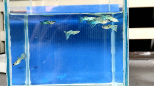 Yellow Snake Skin Guppy