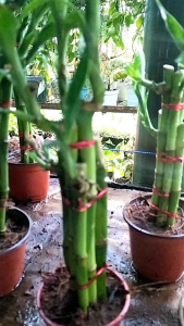 Lucky Bamboo