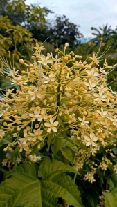 พนมสวรรค์เหลือง กระถาง 11 นิ้ว ต้นสวยและแข็งแรง (กทม)