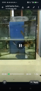 Wild betta yellow splenden  pair. 1 male + 1 female ready breed