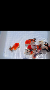 GOLDFISH  ROUND BODY ORANDA  FAT FACE SHORT TAIL MANY STYLE ( CAN CHOOSE)