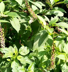 5 BUTIR BIJI | BENIH TANAMAN GINSENG MERAH